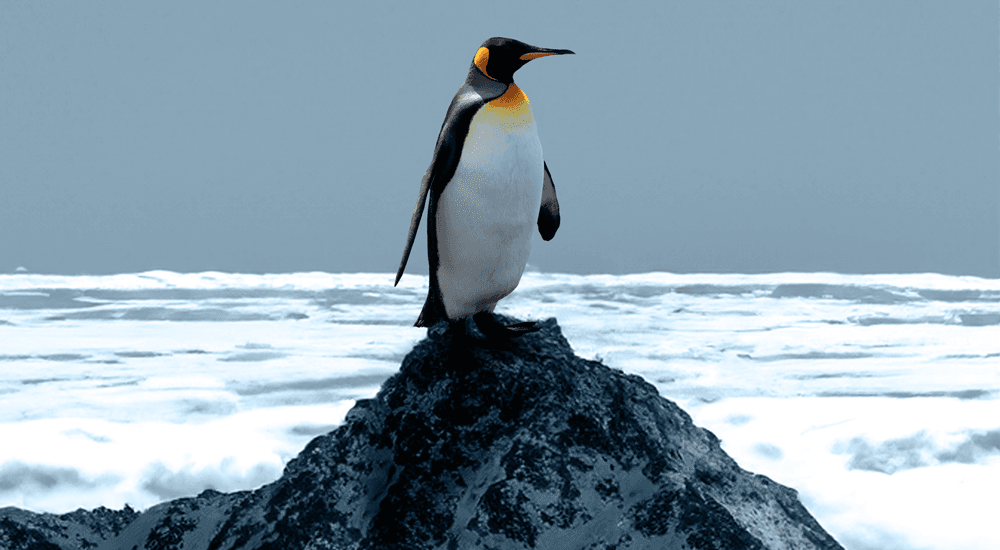 Pingwin na skale