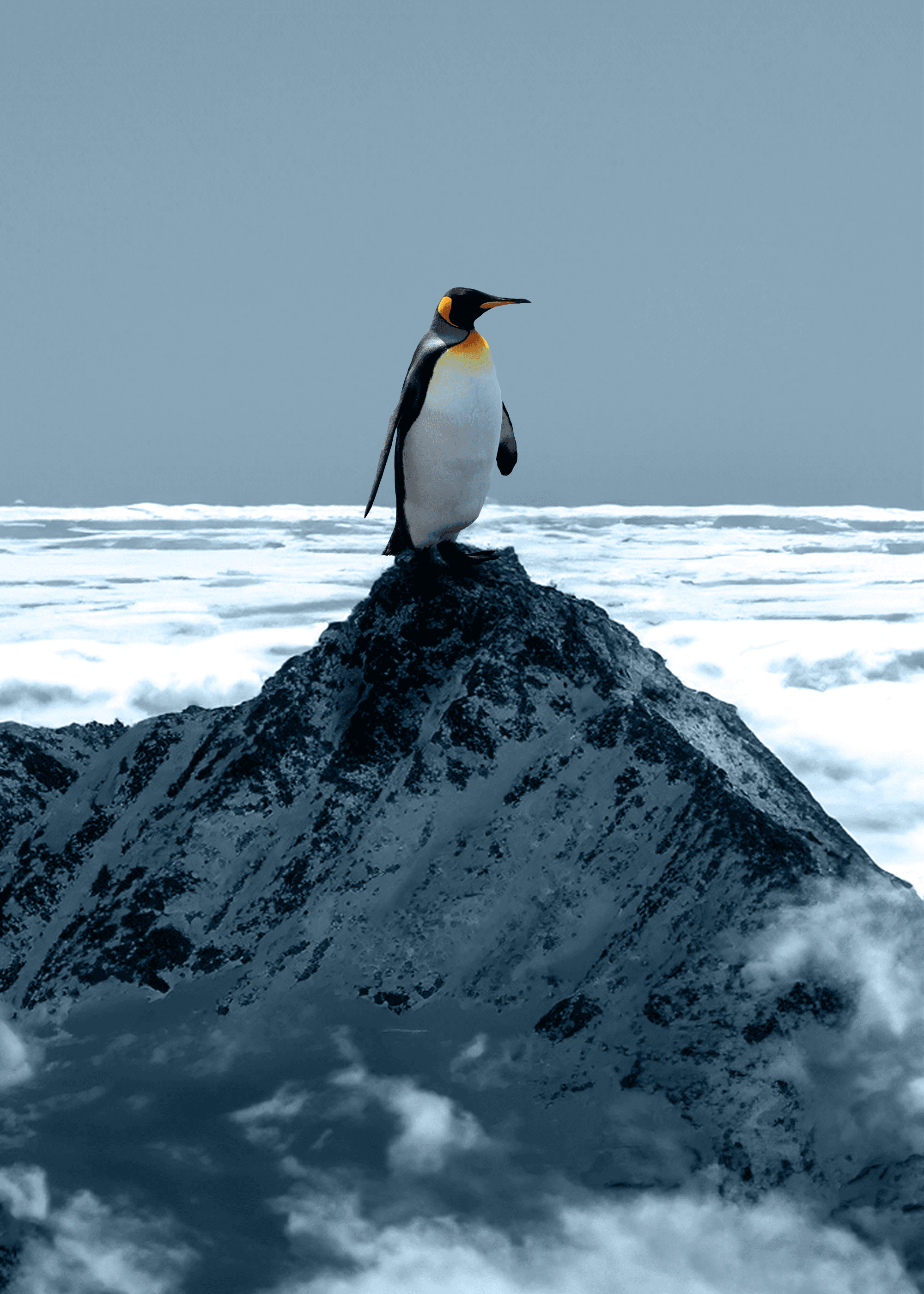 Pingwin na skale